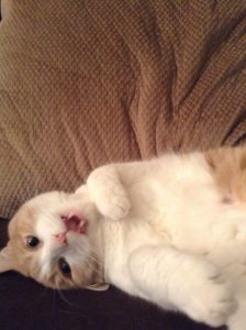 10676192_782868888436280_3445750894630733710_n